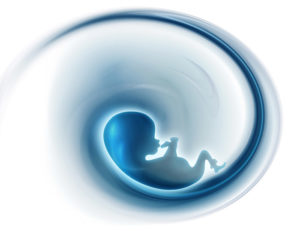 embryo